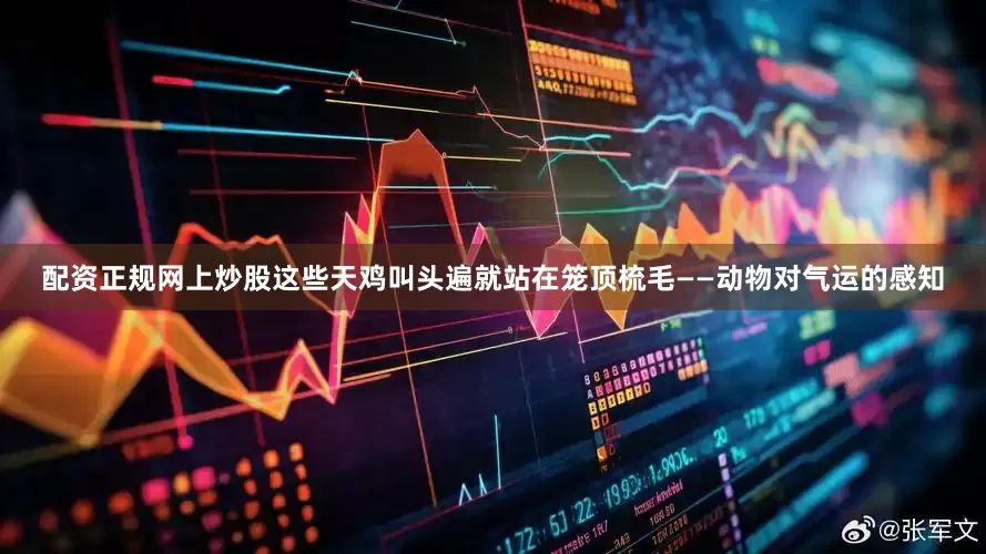 配资正规网上炒股这些天鸡叫头遍就站在笼顶梳毛——动物对气运的感知